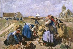 La récolte des pommes de terre